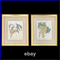 Vintage French Matching Bontanical Fruit Original Framed Prints, Pair